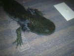 18062009_001.jpg