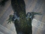 18062009_004.jpg