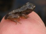 pint sized spring peeper.jpg