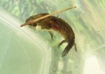 salamander2.jpg