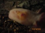 axie1.jpg
