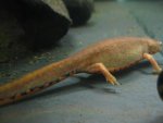 Cynops Cyanurus.jpg