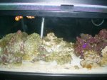 Saltwater tank  8 14 001.JPG