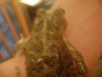 DSC02716.JPG