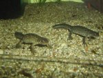 Tritrurus arntzeni pair, 5 days after being put in an aquartic setup sept19th 2009.jpg