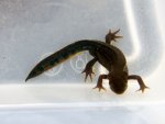 091012_newts_006.jpg