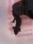 091015_newts_003.jpg