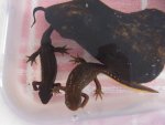 091015_newts_001.jpg