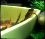 Newt in dish nero.jpg