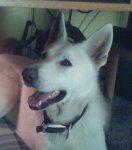 Kobuk 9 mos 2006.jpg