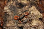 Emperor Newt Morph 150dpi.jpg