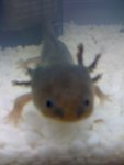 BobCloseup.jpg