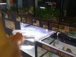 BobPetStore.jpg