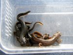 090916_newts_013.jpg