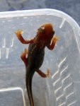 090916_newts_008.jpg