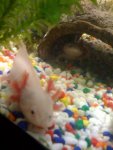 axolotl.jpg