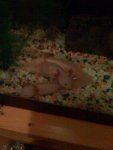 axolotl family.jpg