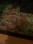 axolotl family 1.jpg