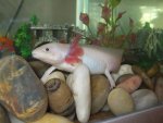 axies 010.jpg