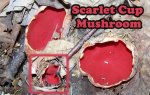 14scarletcupmushroommix.jpg