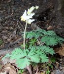 16dutchman'sbreechess,.JPG