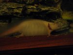 2010_0405axolotl0010.jpg