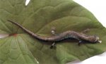 bolitoglossa paraensis.jpg