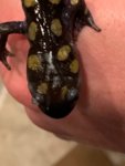 IMG_3237 (1).jpeg