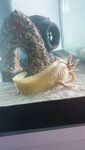 Tail wilting.jpg