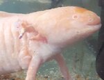 orangina lump3.jpg