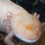 orangina lump4.jpg