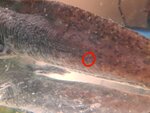 sick axo? slime coat, blood blisters?  : Newts and Salamanders  Portal
