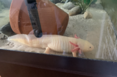 axolotl mouth close shot screen pm caudata won