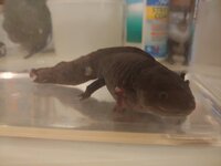 millie arm and gills.jpg