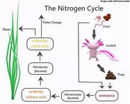 Nitrogen C.jpg