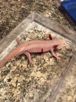 bleeding from side with arm wounds.JPG