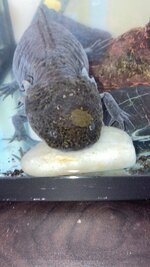 C7C8FE9C-309D-4AC5-8440-9D41BA5C6816.jpeg C7C8FE9C-309D-4AC5-8440-9D41BA5C6816.jpeg