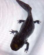 27454F41-20E3-4038-87C8-B7A450DC5884.jpeg 27454F41-20E3-4038-87C8-B7A450DC5884.jpeg