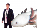 hoff_axolotl.png