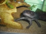 axolotl 011.jpg