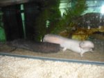 axolotl 072.jpg