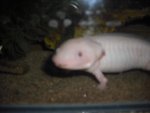 axolotl 007.jpg