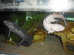 axolotl 069.jpg