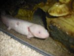 axolotl 008.jpg