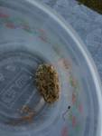 unknown frog.jpg