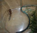 first out the water 1.jpg