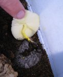 mushroom3.jpg
