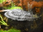 DSCN0805.jpg