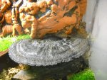DSCN0806.jpg