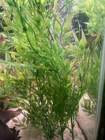 878BD3CE-43BA-48B4-B381-D421476CB617.jpeg